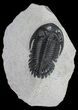 Hollardops Trilobite Fossil #66903-2